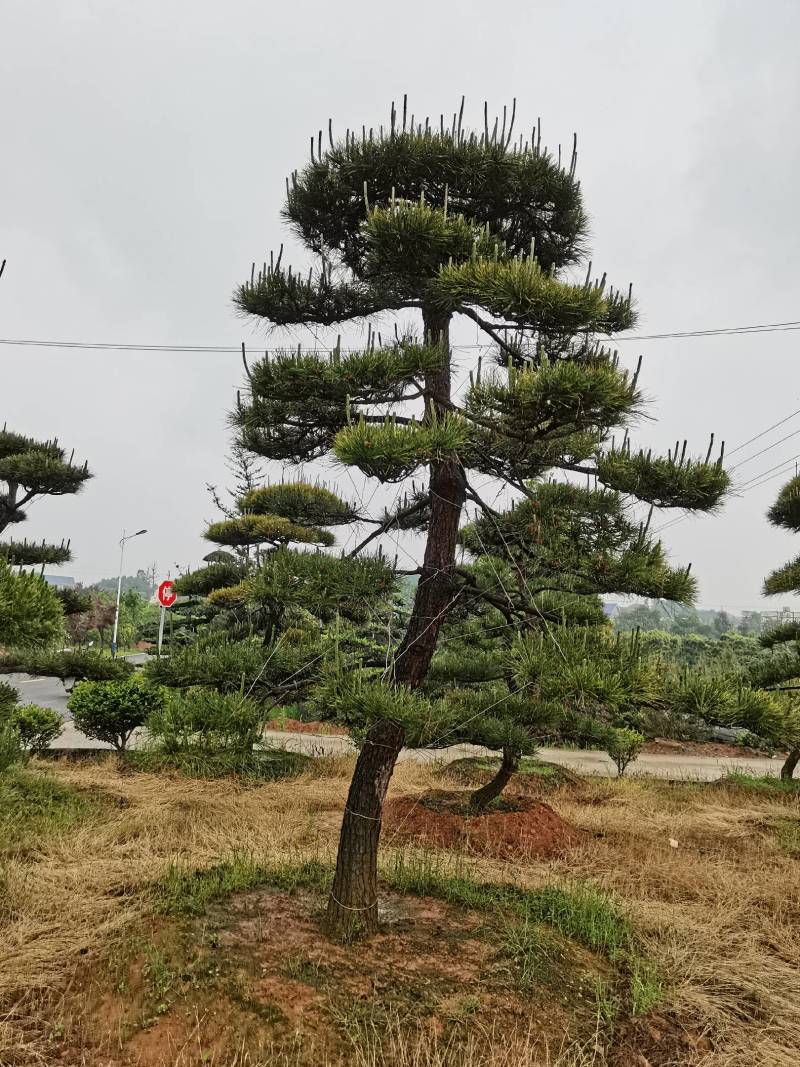 苗圃批发精品移植黑松造型黑松临水黑松长飘黑松庭院景观黑松