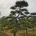 苗圃批发精品移植黑松造型黑松临水黑松长飘黑松庭院景观黑松
