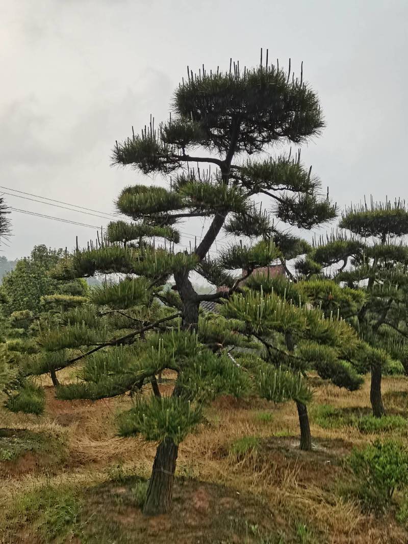 苗圃批发精品移植黑松造型黑松临水黑松长飘黑松庭院景观黑松