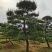 苗圃批发精品移植黑松造型黑松临水黑松长飘黑松庭院景观黑松