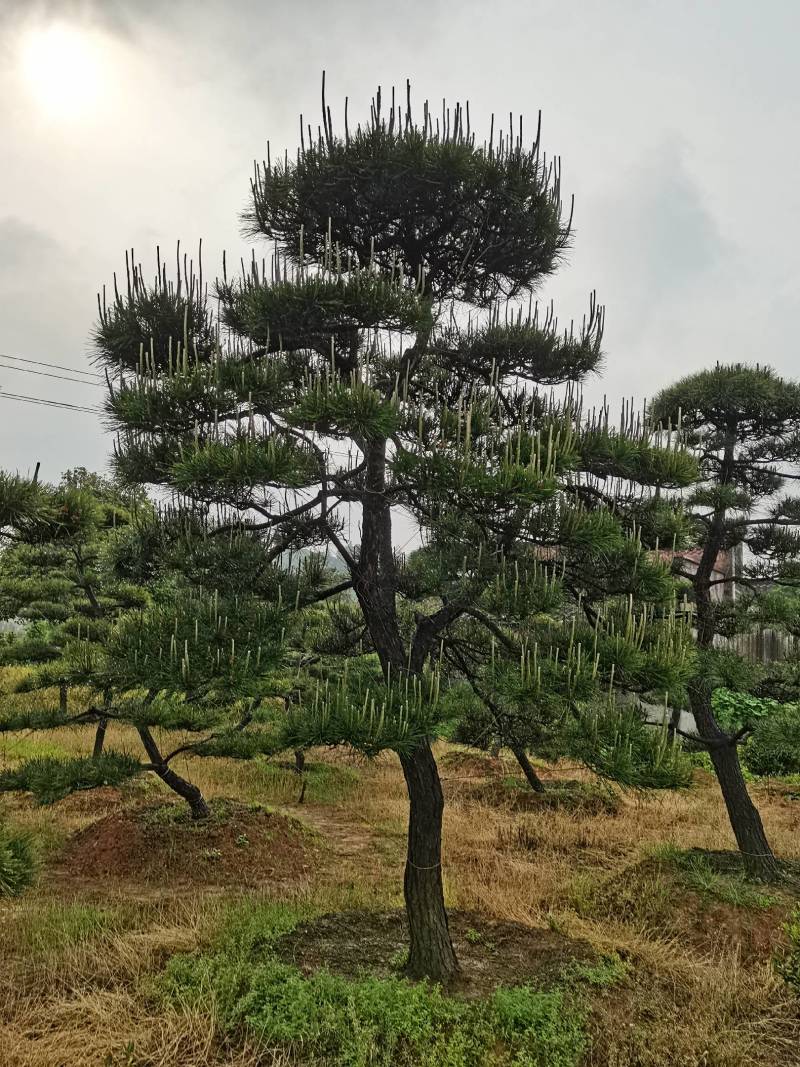 苗圃批发精品移植黑松造型黑松临水黑松长飘黑松庭院景观黑松