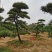 苗圃批发精品移植黑松造型黑松临水黑松长飘黑松庭院景观黑松