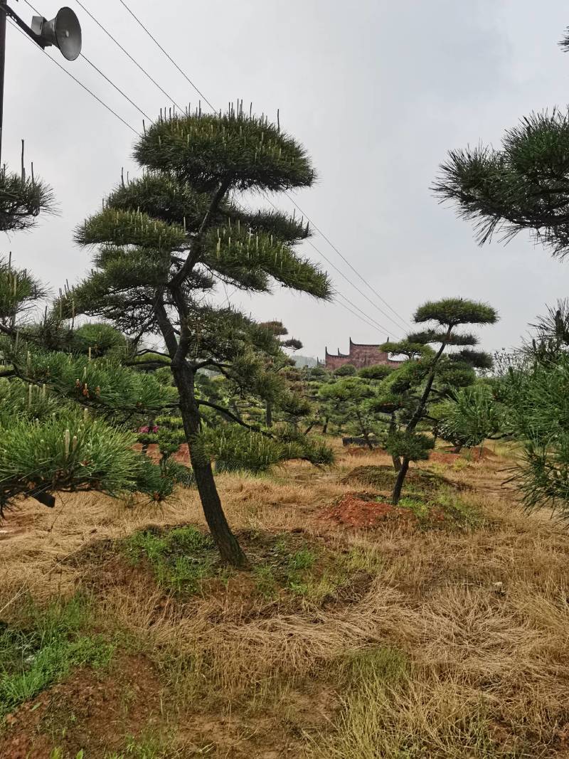 苗圃批发精品移植黑松造型黑松临水黑松长飘黑松庭院景观黑松