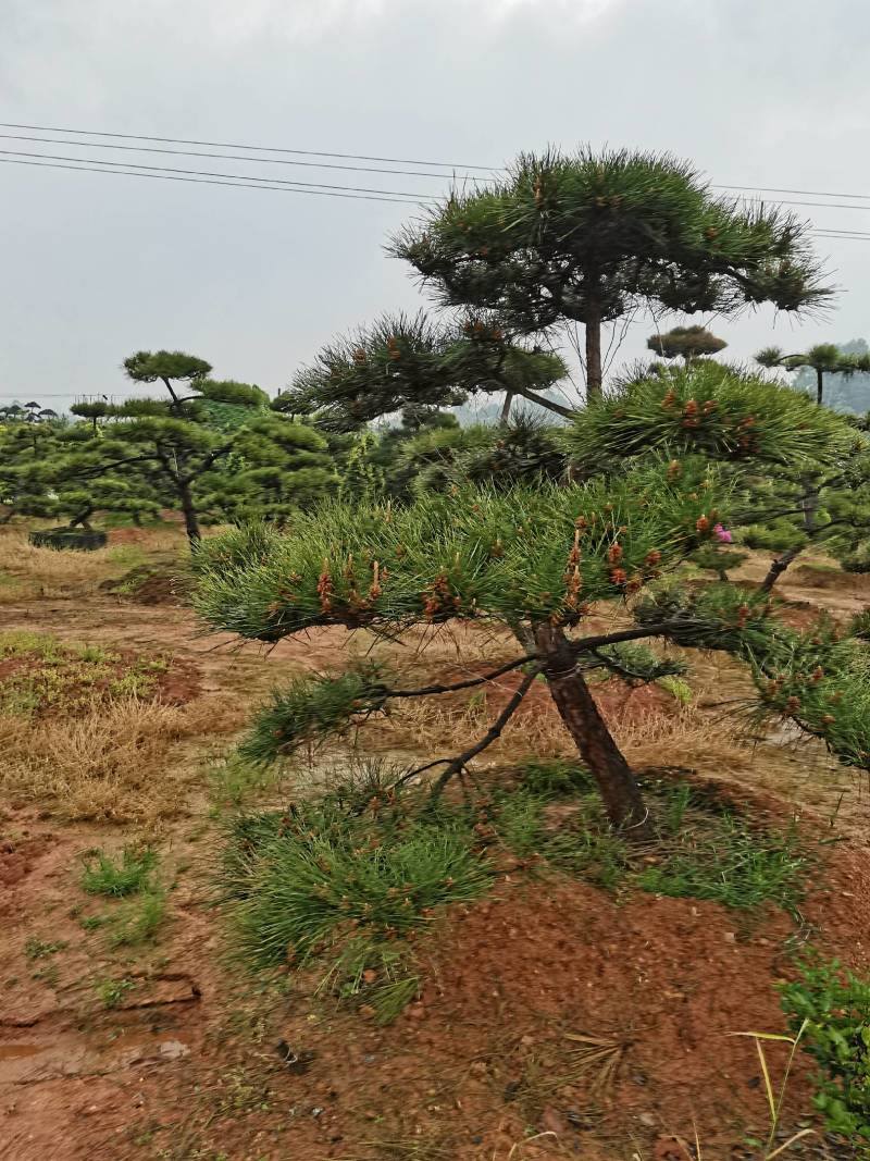 苗圃批发精品移植黑松造型黑松临水黑松长飘黑松庭院景观黑松