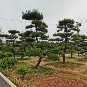 苗圃批发精品移植黑松造型黑松临水黑松长飘黑松庭院景观黑松