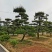 苗圃批发精品移植黑松造型黑松临水黑松长飘黑松庭院景观黑松