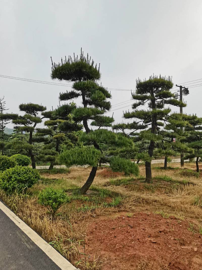 苗圃批发精品移植黑松造型黑松临水黑松长飘黑松庭院景观黑松