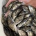 桂鱼苗桂苗鳜鱼苗翘嘴鳜淡水鱼苗大量现货供应