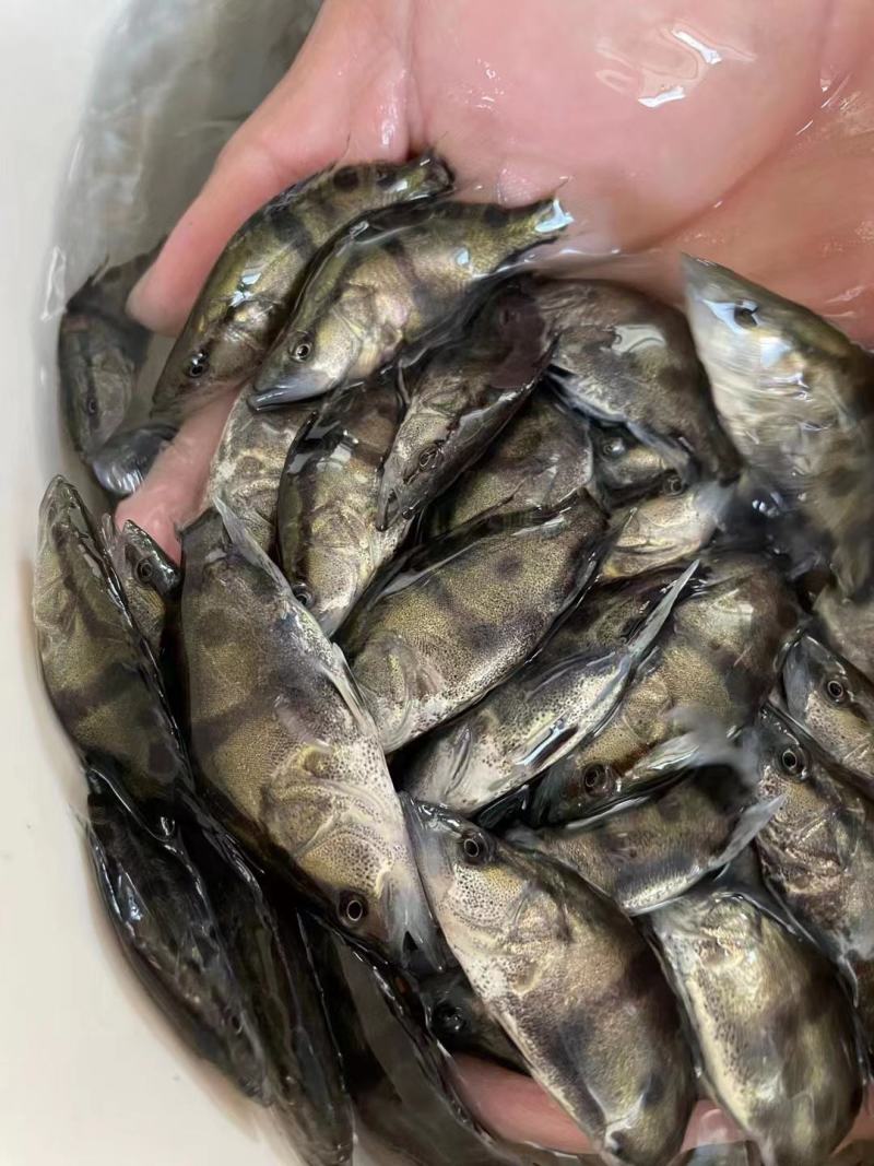 桂鱼苗桂苗鳜鱼苗翘嘴鳜淡水鱼苗大量现货供应