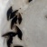 桂鱼苗桂苗鳜鱼苗翘嘴鳜淡水鱼苗大量现货供应