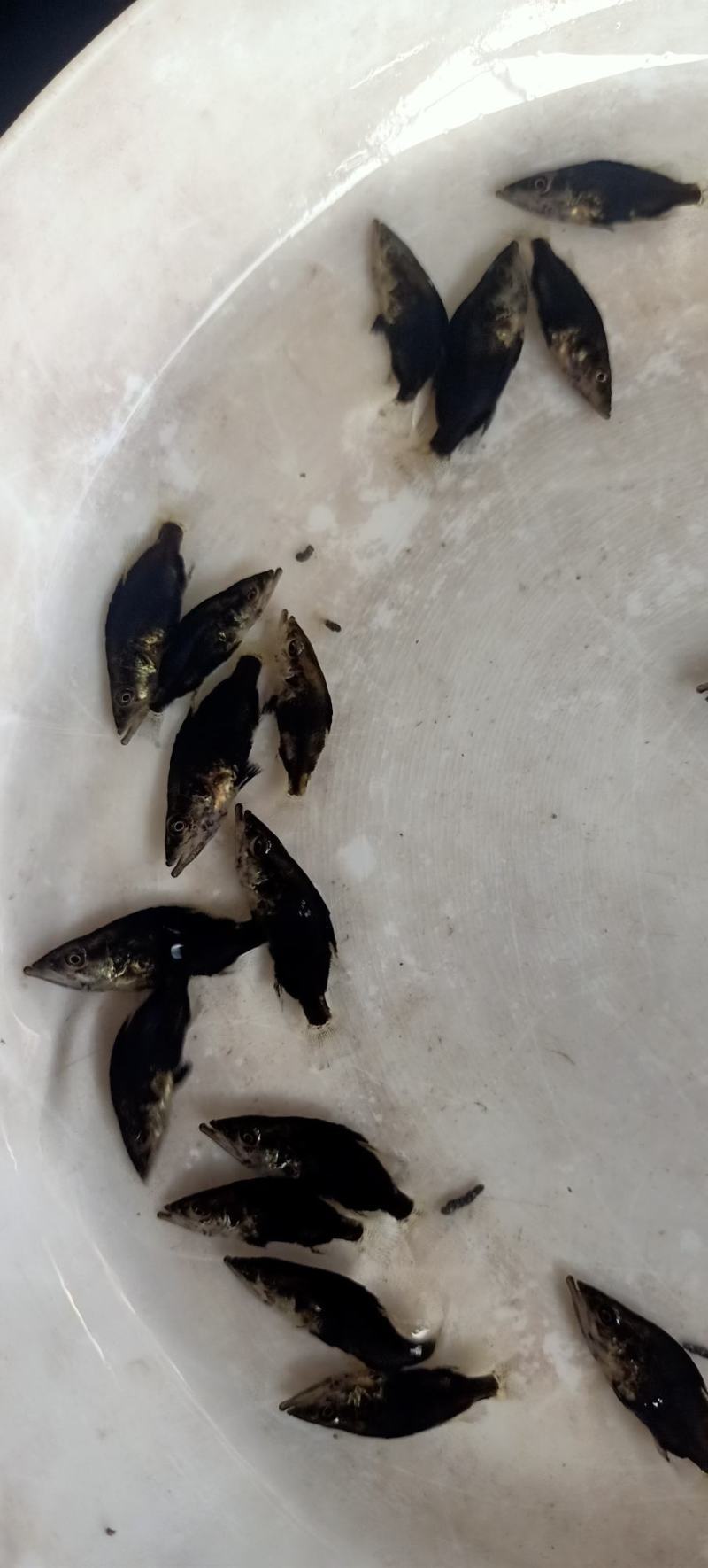 桂鱼苗桂苗鳜鱼苗翘嘴鳜淡水鱼苗大量现货供应