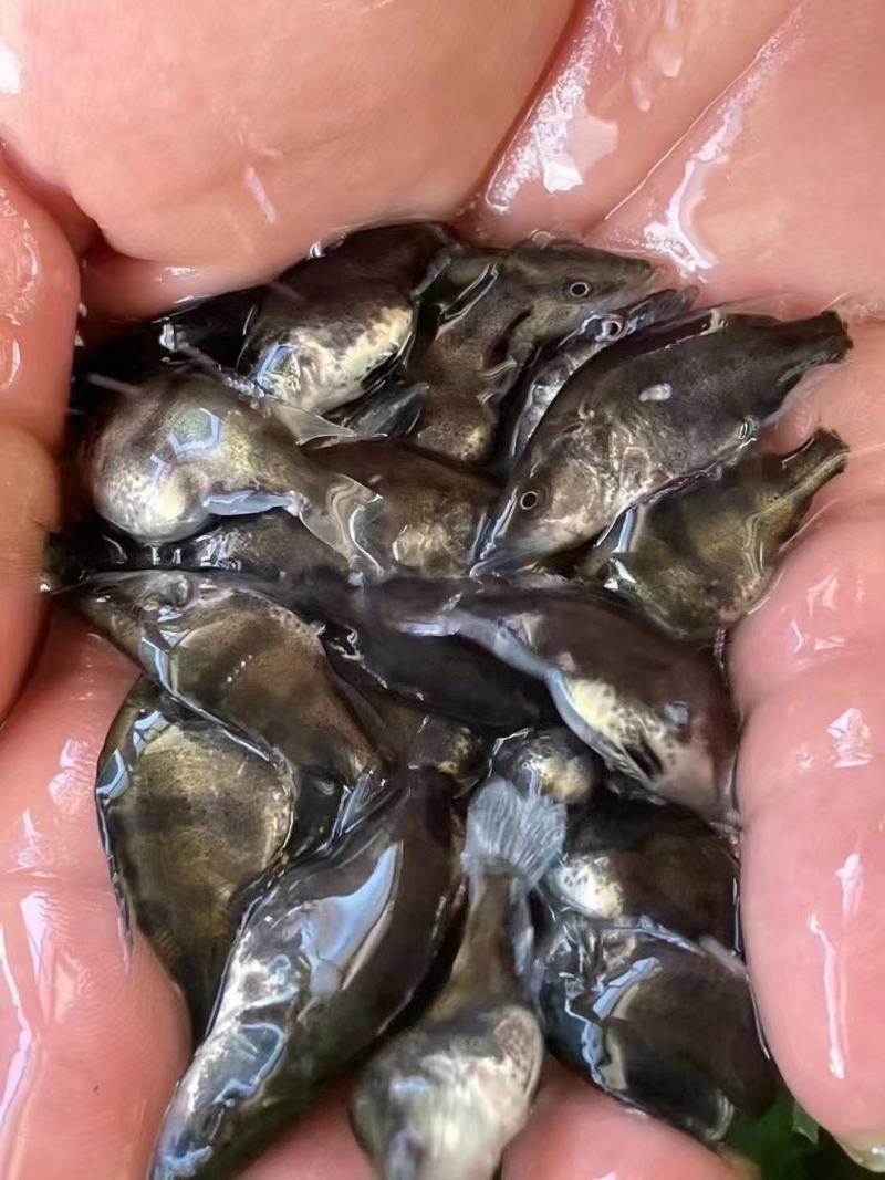 桂鱼苗桂苗鳜鱼苗翘嘴鳜淡水鱼苗大量现货供应