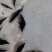 桂鱼苗桂苗鳜鱼苗翘嘴鳜淡水鱼苗大量现货供应