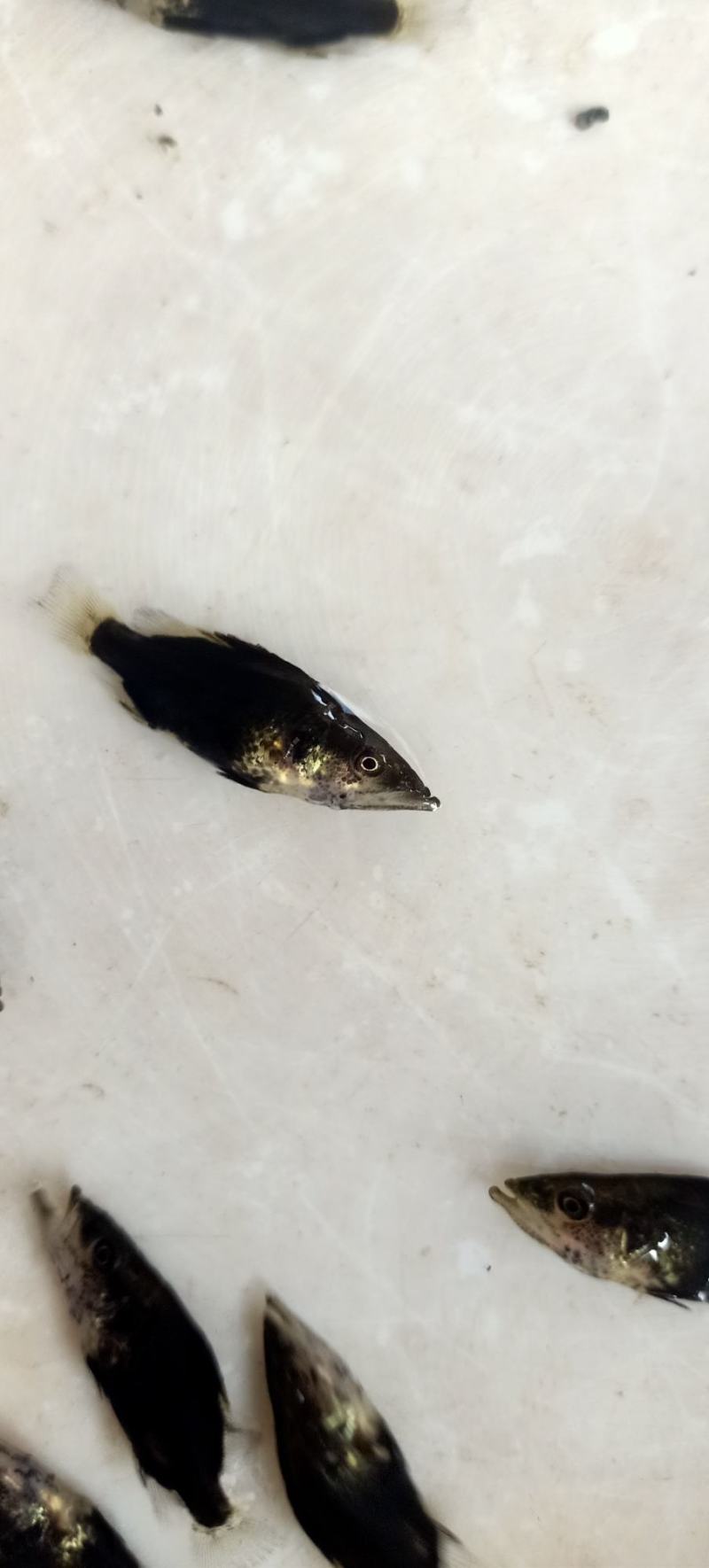 桂鱼苗桂苗鳜鱼苗翘嘴鳜淡水鱼苗大量现货供应