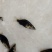 桂鱼苗桂苗鳜鱼苗翘嘴鳜淡水鱼苗大量现货供应