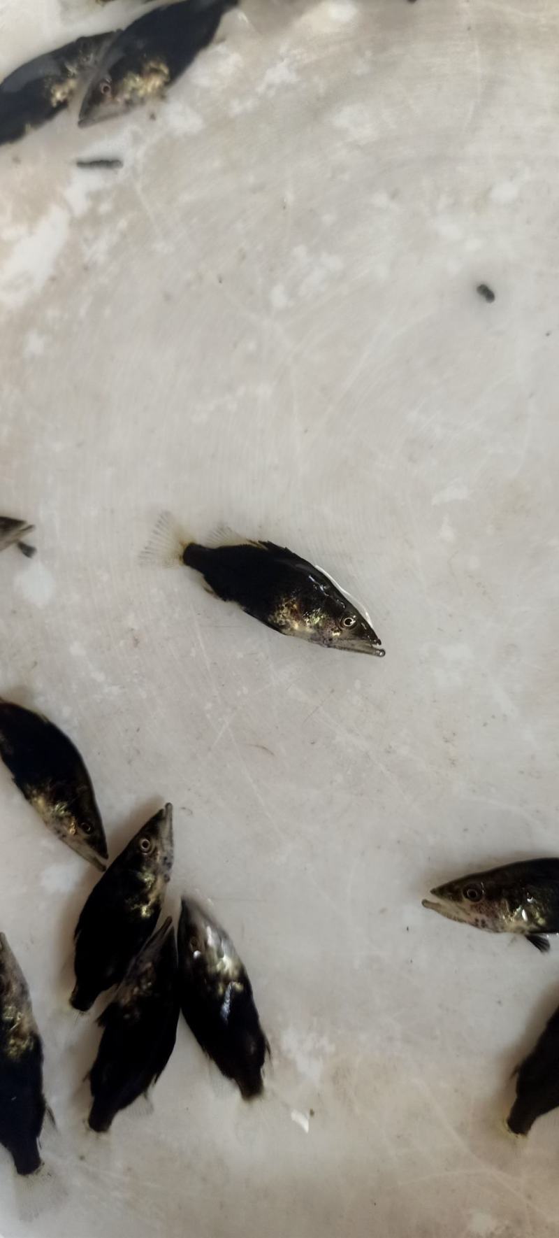 桂鱼苗桂苗鳜鱼苗翘嘴鳜淡水鱼苗大量现货供应
