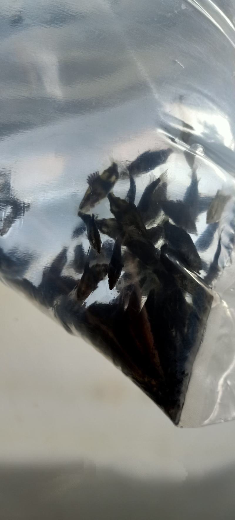 桂鱼苗桂苗鳜鱼苗翘嘴鳜淡水鱼苗大量现货供应