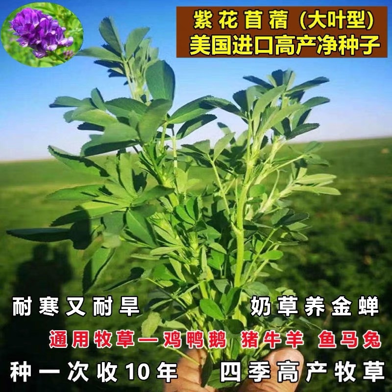 紫花苜蓿种子多年生牧草种子高蛋白牧草耐寒耐旱四季