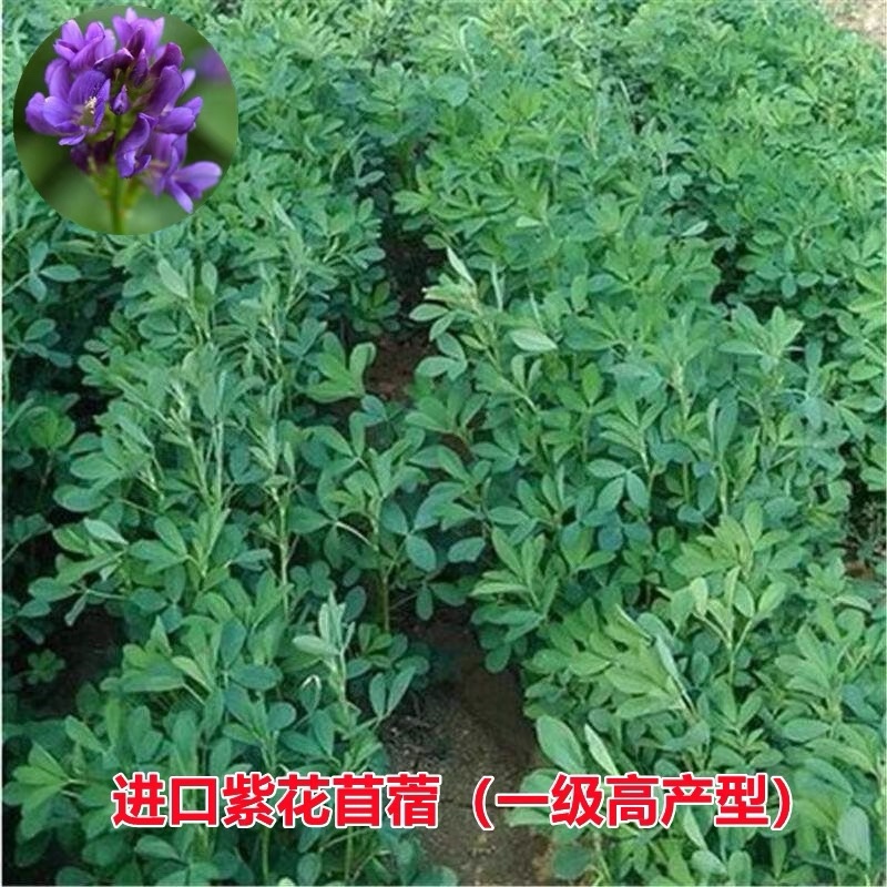 紫花苜蓿种子多年生牧草种子高蛋白牧草耐寒耐旱四季