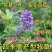 紫花苜蓿种子多年生牧草种子高蛋白牧草耐寒耐旱四季