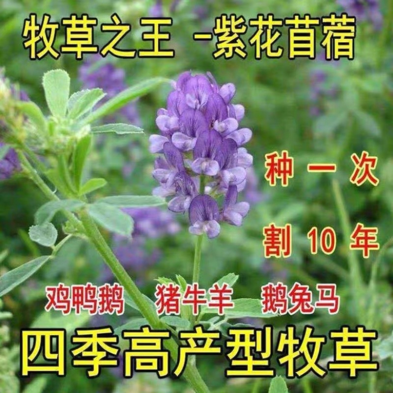 紫花苜蓿种子多年生牧草种子高蛋白牧草耐寒耐旱四季