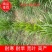 黑麦草种子多年生牧草种子耐旱耐寒