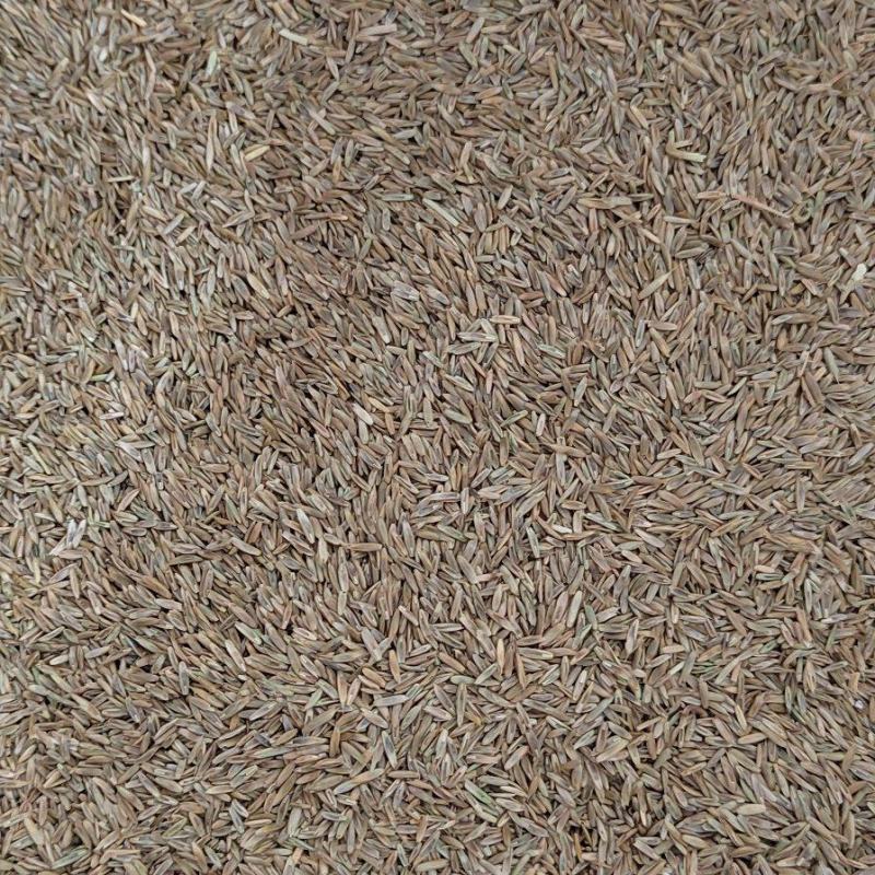 黑麦草种子多年生牧草种子耐旱耐寒
