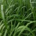 黑麦草种子多年生牧草种子耐旱耐寒