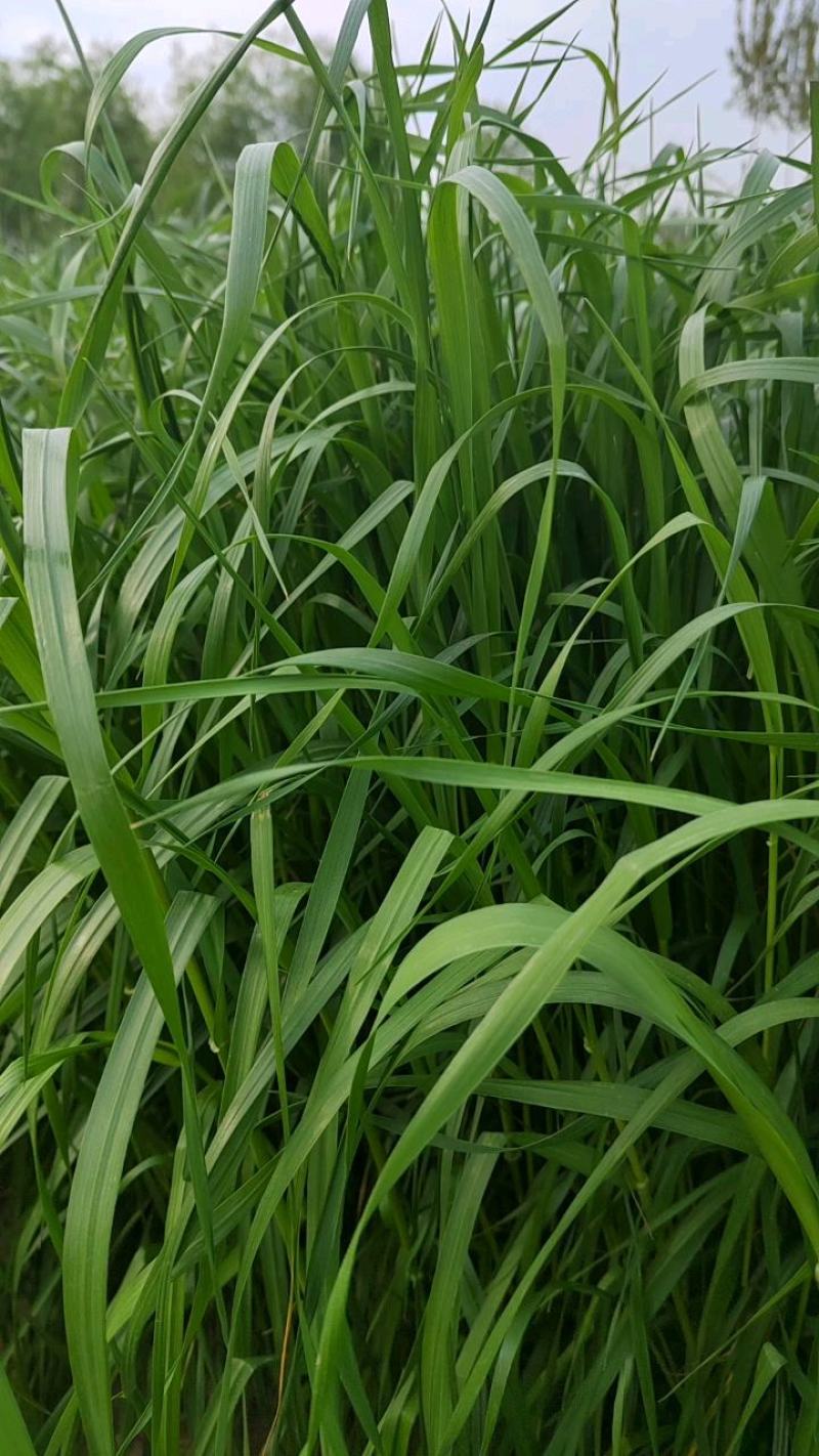黑麦草种子多年生牧草种子耐旱耐寒