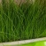 黑麦草种子多年生牧草种子耐旱耐寒