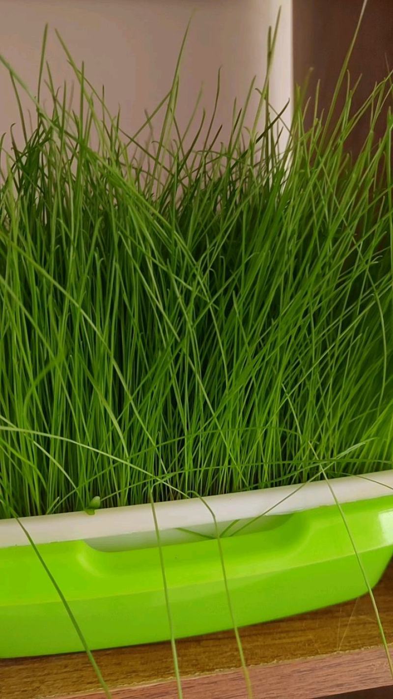 黑麦草种子多年生牧草种子耐旱耐寒