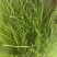 黑麦草种子多年生牧草种子耐旱耐寒