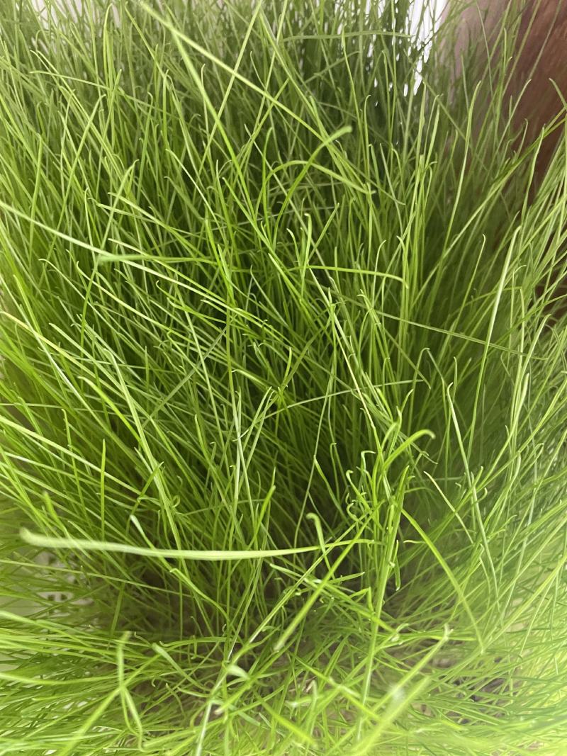 黑麦草种子多年生牧草种子耐旱耐寒