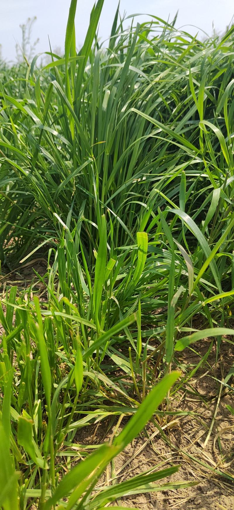 黑麦草种子多年生牧草种子耐旱耐寒