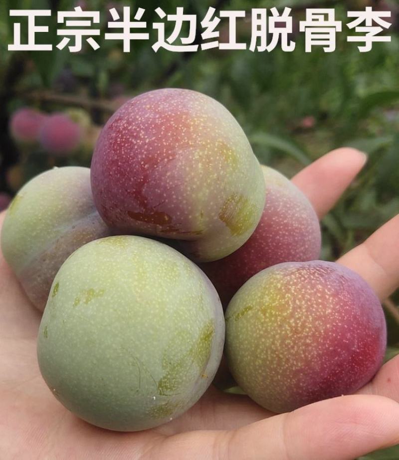 半边红李子