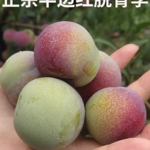 半边红李子