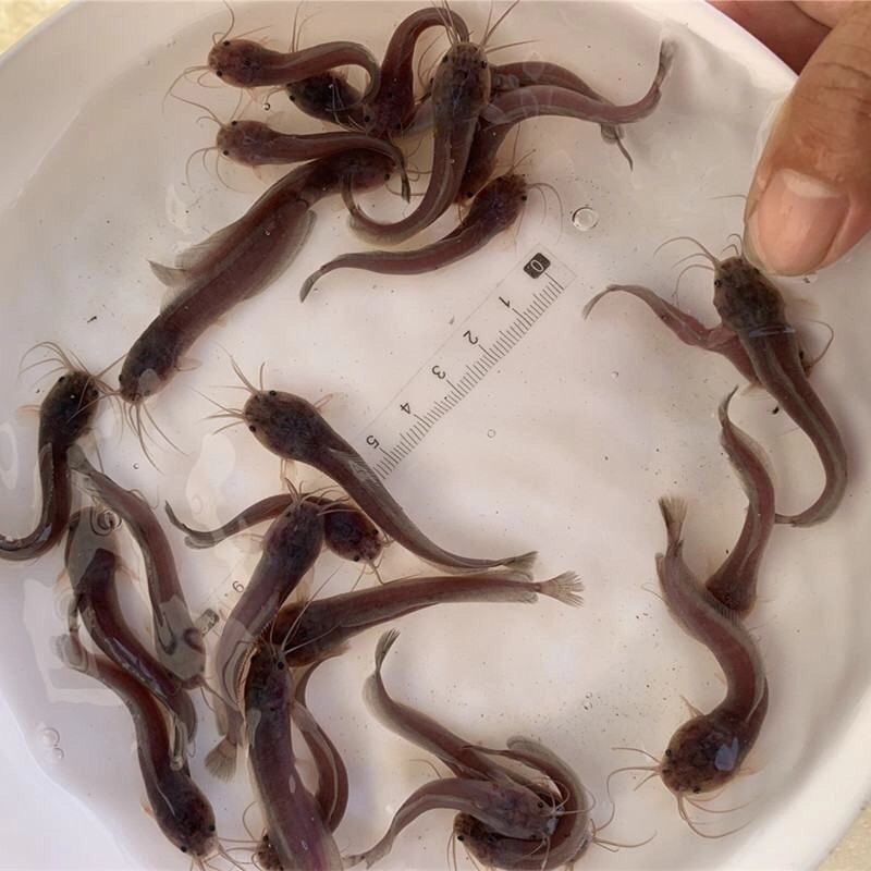 正宗纯种本地塘鲺苗，塘角苗快大型胡子鱼本地鲶鱼