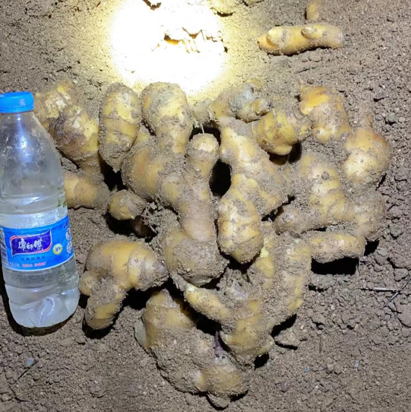 大量出售山洞老姜