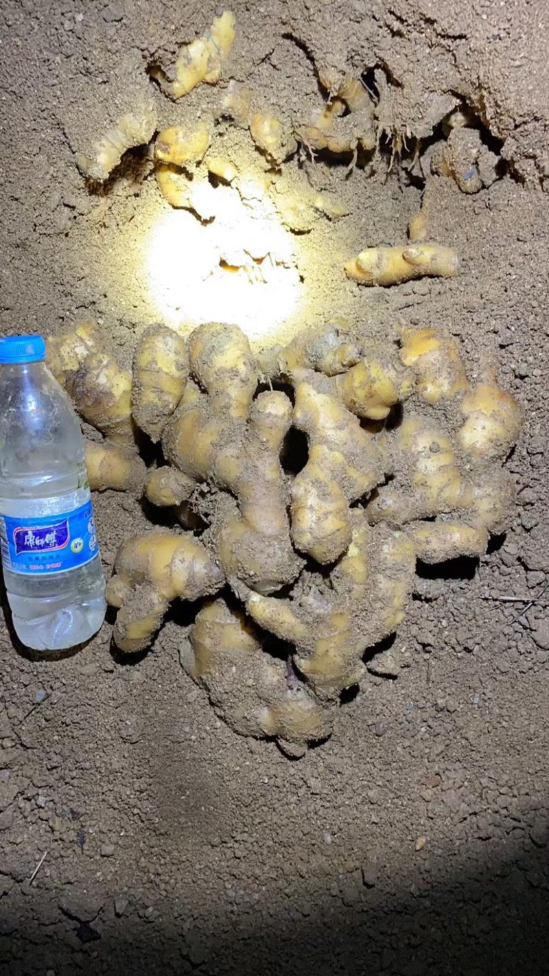 大量出售山洞老姜