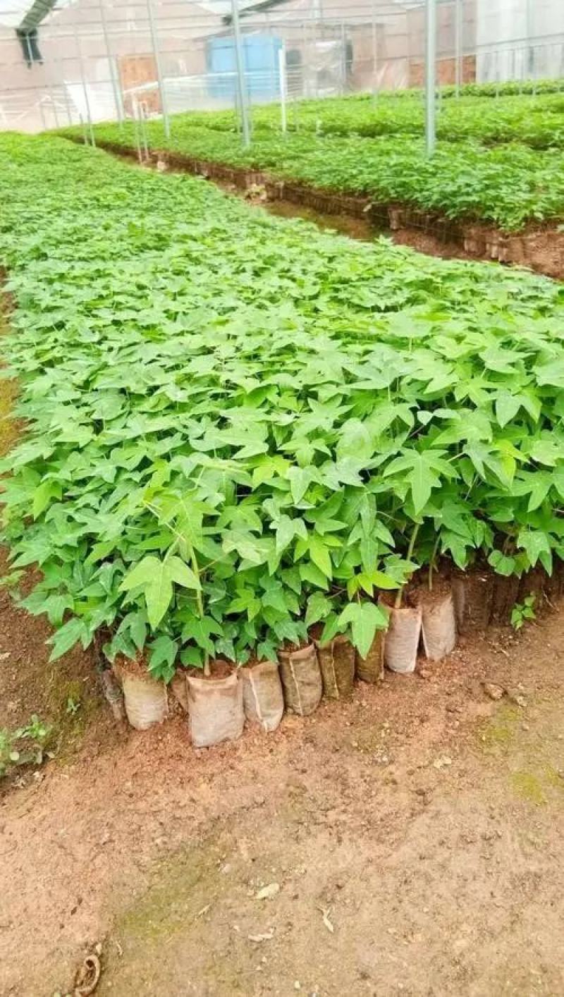 木瓜苗，大青红肉木瓜苗，牛奶木瓜苗，黄金木瓜苗，品种优良