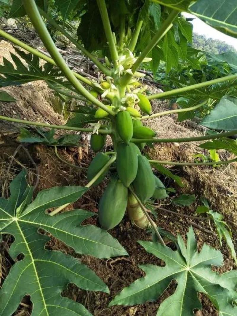 木瓜苗，大青红肉木瓜苗，牛奶木瓜苗，黄金木瓜苗，品种优良