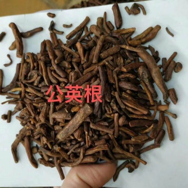 特靓蒲公英根