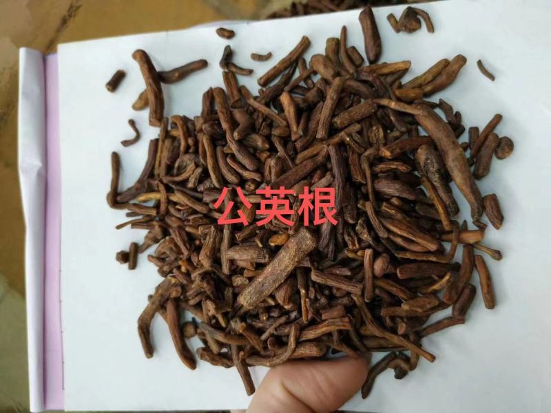 特靓蒲公英根