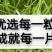 【新品种】苜蓿草种子多年生苜蓿草种子养羊牧草
