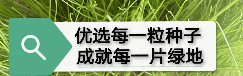 【新品种】苜蓿草种子多年生苜蓿草种子养羊牧草