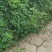 【新品种】苜蓿草种子多年生苜蓿草种子养羊牧草