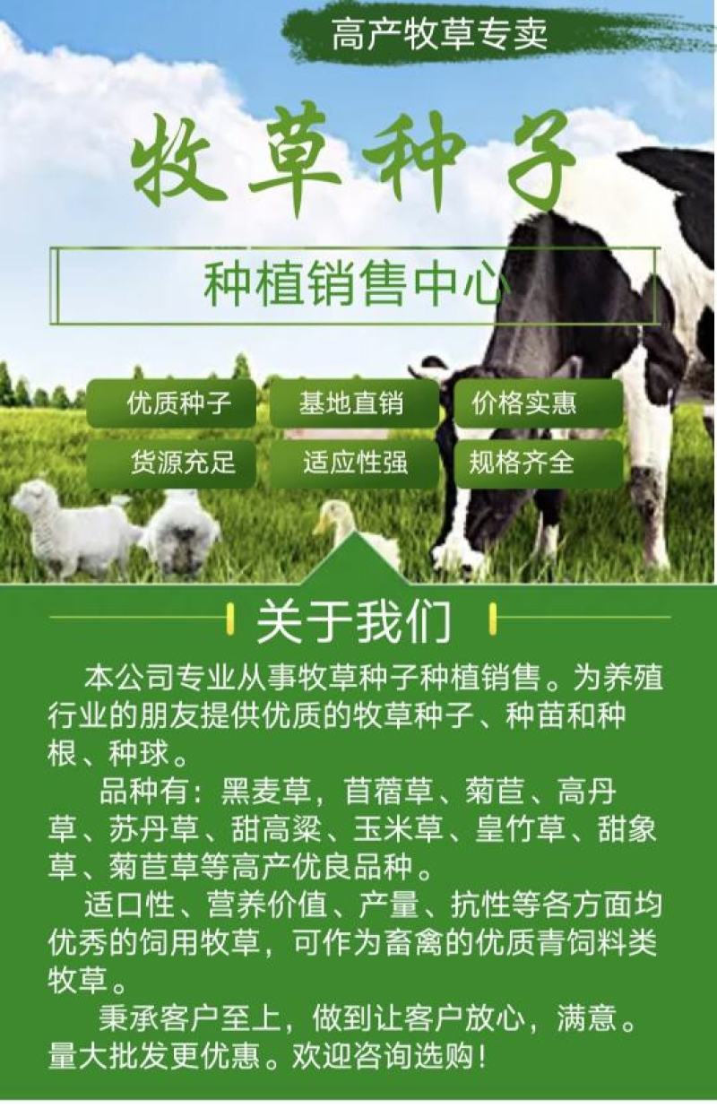【新品种】苜蓿草种子多年生苜蓿草种子养羊牧草