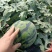 泰安甜王西瓜口感脆甜颜色鲜红花皮西瓜价格