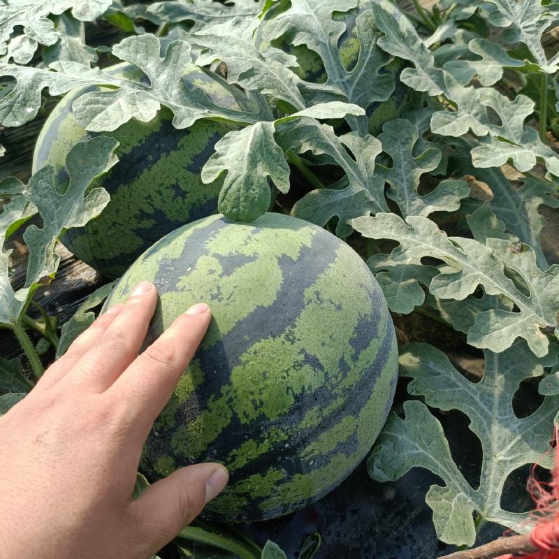 泰安甜王西瓜口感脆甜颜色鲜红花皮西瓜价格