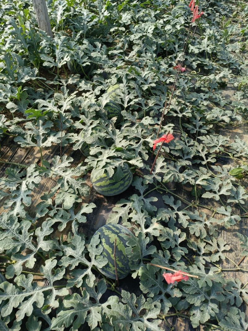泰安甜王西瓜口感脆甜颜色鲜红花皮西瓜价格